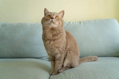 Yetişkin kedi İskoç İngiliz kıvrımı
