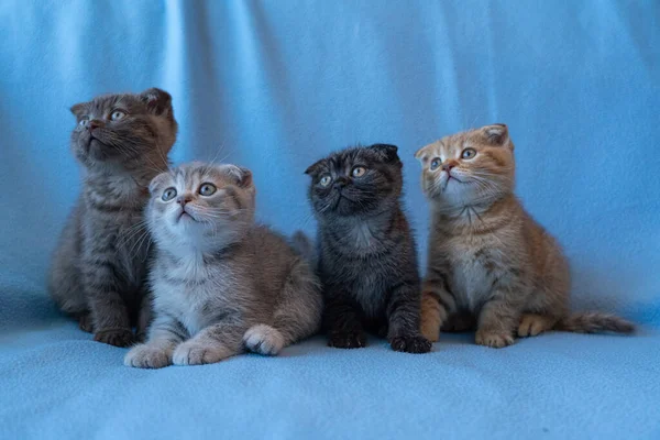 Čtyři Koťátka Tabby Scottish Fold — Stock fotografie