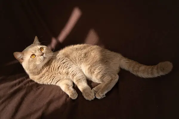 Erwachsene Katze Schottisch Britisch Fold — Stockfoto