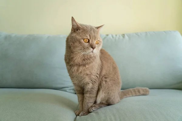 Erwachsene Katze Schottisch Britisch Fold — Stockfoto