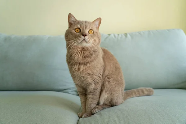 Adult Cat Scottish British Fold — Stock Photo, Image