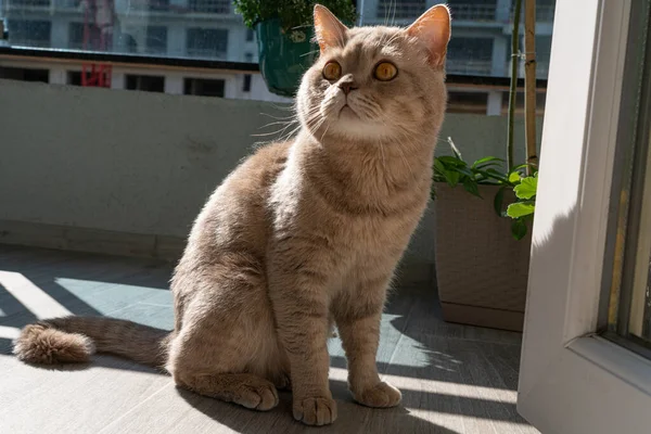 Yetişkin Kedi Skoç Ngiliz Kıvrımı — Stok fotoğraf