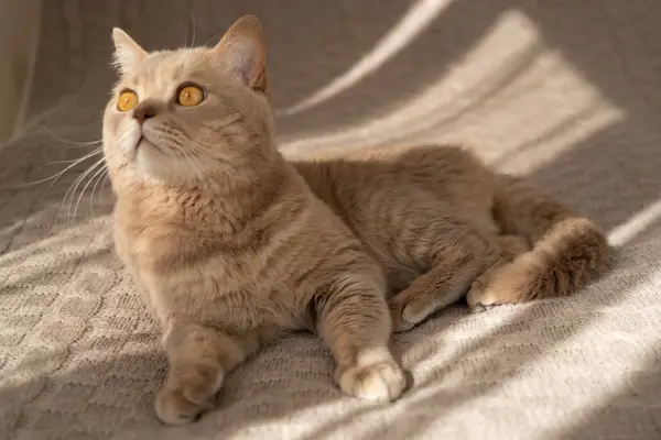 Erwachsene Katze Schottisch Britisch Fold — Stockfoto