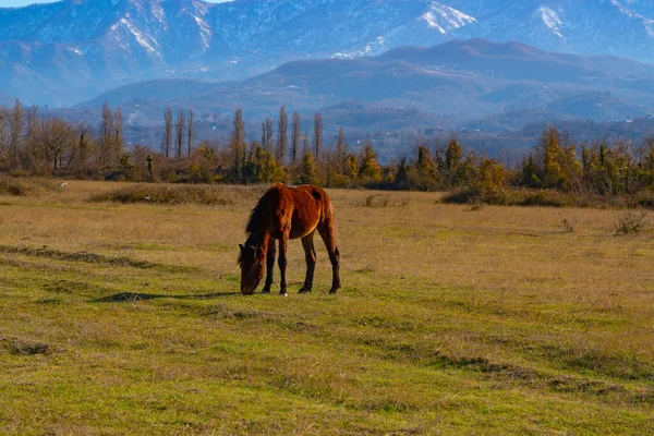 Άλογο Στο Πεδίο Καθαρό Ηλιόλουστο Καιρό — Φωτογραφία Αρχείου