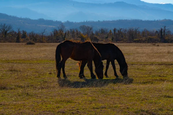 Pferde Auf Dem Feld Bei Klarem Sonnigem Wetter — Stockfoto