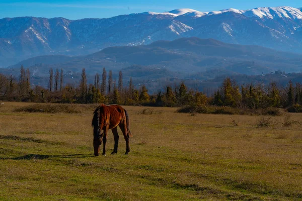 Άλογο Στο Πεδίο Καθαρό Ηλιόλουστο Καιρό — Φωτογραφία Αρχείου