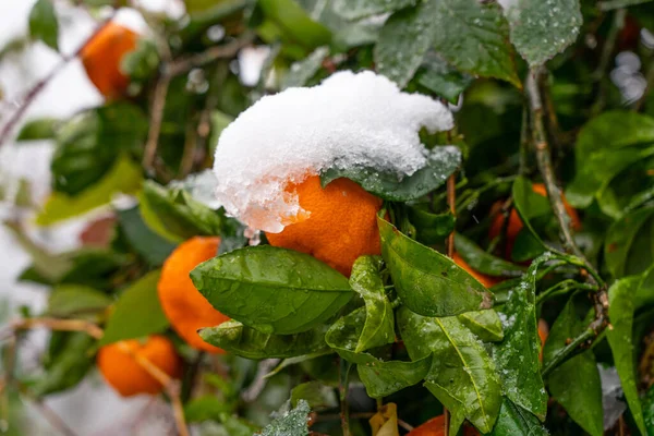 Ramo Mandarim Com Tangerinas Neve — Fotografia de Stock