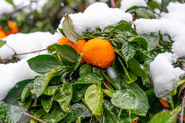 Rama Mandarín Con Mandarinas Nieve — Foto de Stock