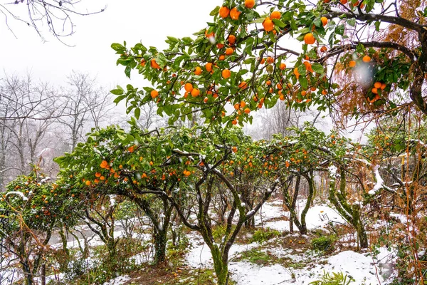 Rama Mandarín Con Mandarinas Nieve — Foto de Stock