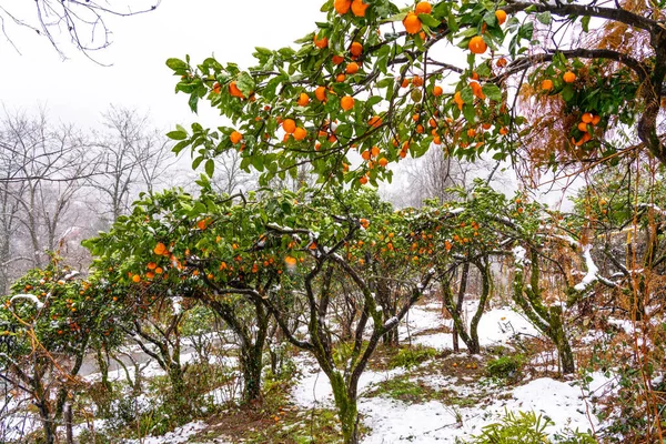 Rama Mandarín Con Mandarinas Nieve — Foto de Stock