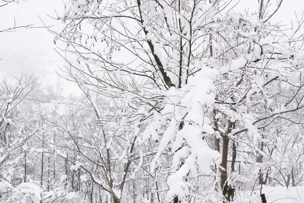 Árboles Bosque Nieve — Foto de Stock