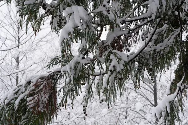 Ramas Abeto Bosque Nieve — Foto de Stock