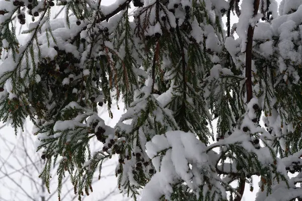 Ramas Abeto Bosque Nieve — Foto de Stock