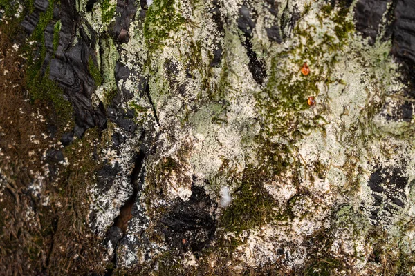 Bark Ett Träd Med Grön Mossa Som Abstrakt Bakgrund — Stockfoto