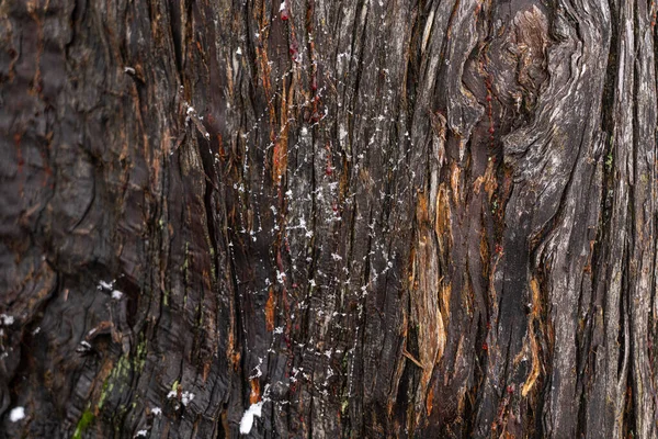 Spider web on the bark of a tree in the form of an abstract background