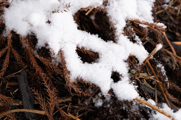 Ramas Abeto Marrón Nieve — Foto de Stock