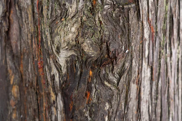 Bark Tree Form Abstract Background — Stock Photo, Image