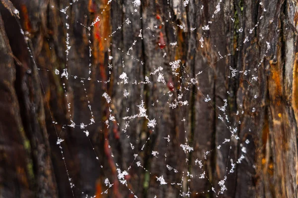 Teia Aranha Casca Uma Árvore Forma Fundo Abstrato — Fotografia de Stock