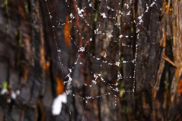 Spider web on the bark of a tree in the form of an abstract background