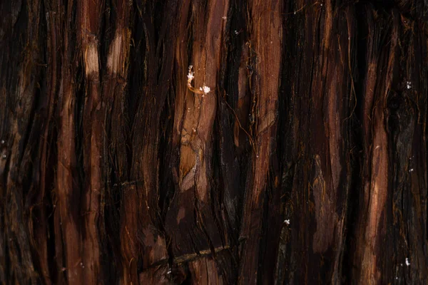 Bark of a tree in the form of an abstract background