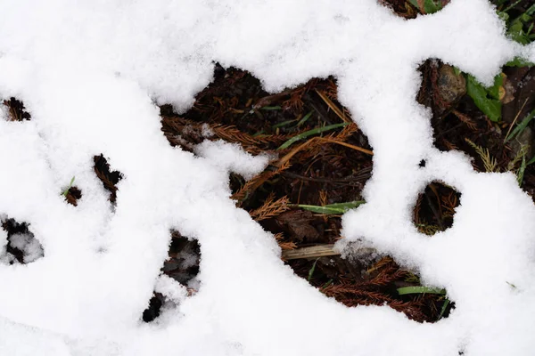 Zielona Trawa Pod Białym Śniegiem — Zdjęcie stockowe