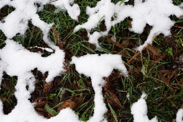 Hierba Verde Bajo Nieve Blanca — Foto de Stock