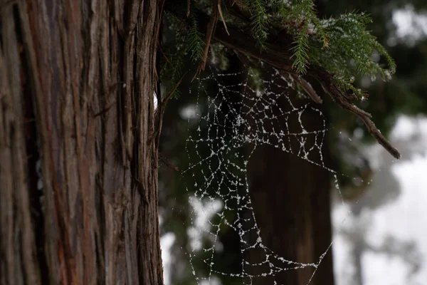 Flocos Neve Brancos Teia Uma Aranha — Fotografia de Stock