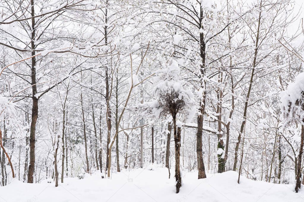 Trees in the forest in the snow