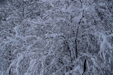 Karlı bir ormanın en üst manzarası