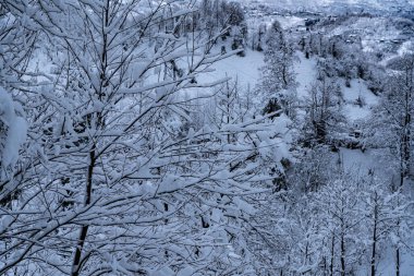 Karlı bir ormanın en üst manzarası