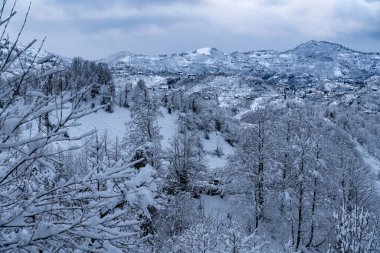 Karlı bir ormanın en üst manzarası