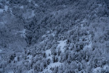 Karlı bir ormanın en üst manzarası