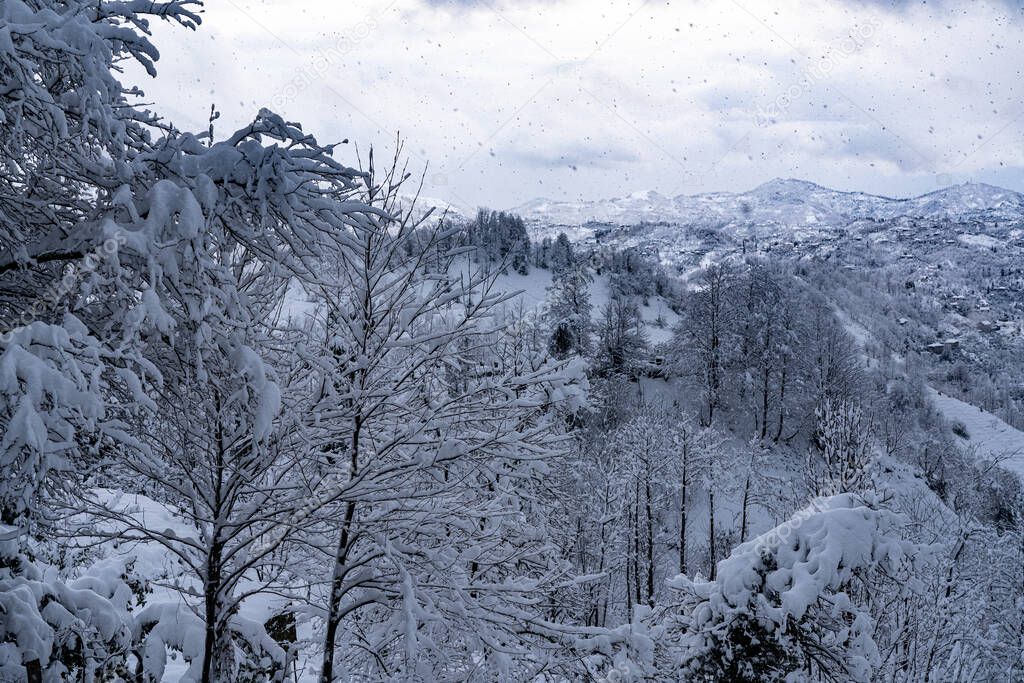 Top view of a snowy forest