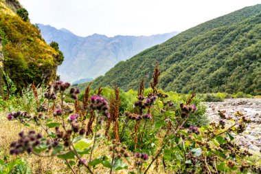 Çimlerden yeşil dağın manzarası