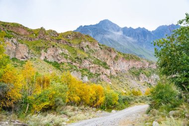 Gri dağlar ve sonbahar ormanı