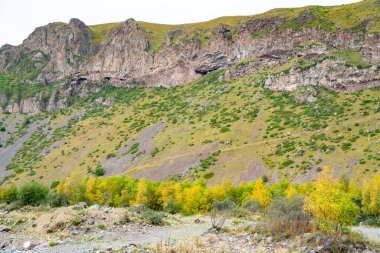 Yeşil-sarı otlu dağ