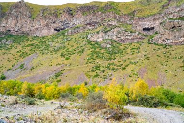 Yeşil-sarı otlu dağ