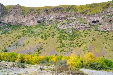 Yeşil-sarı otlu dağ