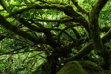 Parkta hız çizgisi