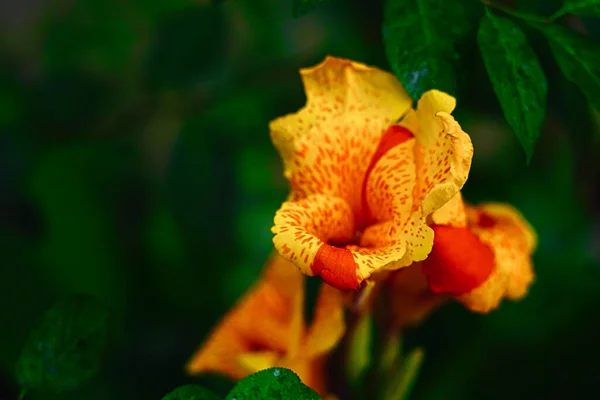 Schöne Blume Der Stadt Batumi Adjara Georgien — Stockfoto