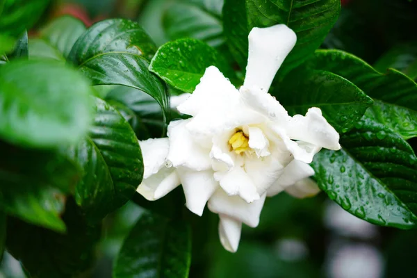 乔治亚州阿扎尔市巴统市的美丽花朵 — 图库照片