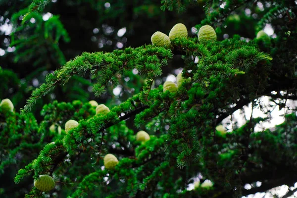 Cones Frescos Árvore — Fotografia de Stock