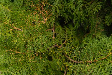 Köknar dalları şeklinde desenli arkaplan