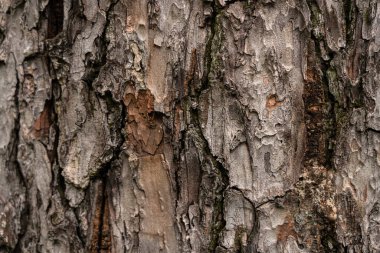 Ağaç kabuğu şeklinde desenli arkaplan