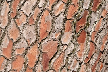 Tasarımcılar ve sanatçılar için ağaç kabuğu arkaplanı