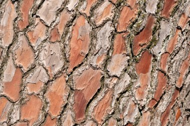 Tasarımcılar ve sanatçılar için ağaç kabuğu arkaplanı