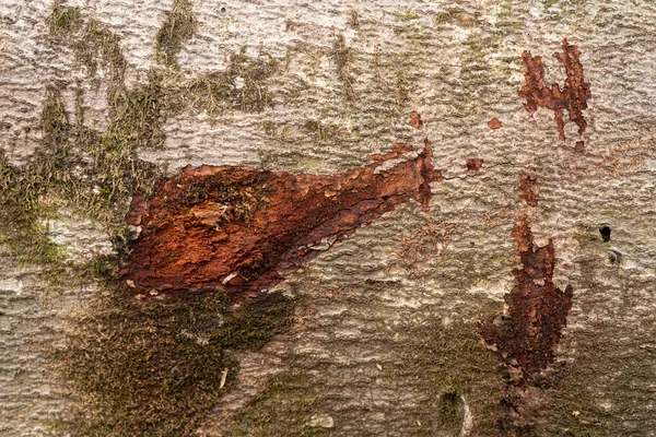 Background Form Pontic Oak — Stock Photo, Image