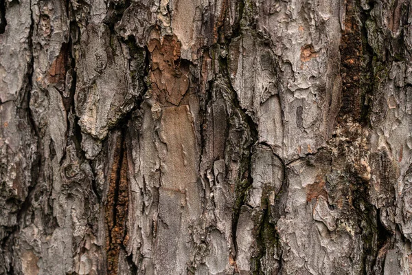 Texturerad Bakgrund Form Bark — Stockfoto