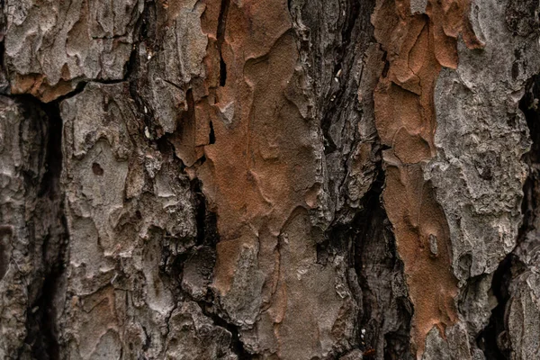 Текстурированный Фон Виде Коры Дерева — стоковое фото