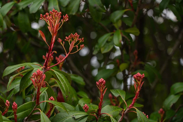 地中海のヒノキの木の緑の葉を背景に Photinia Fraseri Red Robin 低木の美しい赤と緑の葉 選択的フォーカス 接近中だ ソチの中心部 — ストック写真